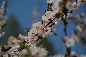 Frühling-Baumblüten